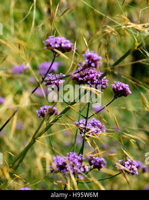 Verbena bonariensis stipa tenuissima vivaces hautes herbes herbe fleurs fleurs de mauve la plantation mixte de style prairie florale RM Banque D'Images