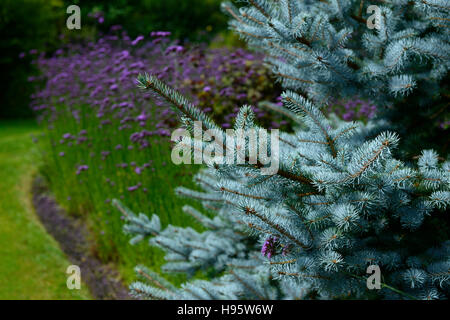 Picea pungens bleue du Colorado verbena bonariensis floraison mauve fleur fleurs floral RM Banque D'Images