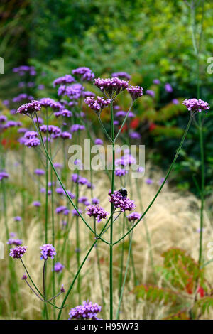 Verbena bonariensis stipa tenuissima vivaces hautes herbes herbe fleurs fleurs de mauve la plantation mixte de style prairie florale RM Banque D'Images