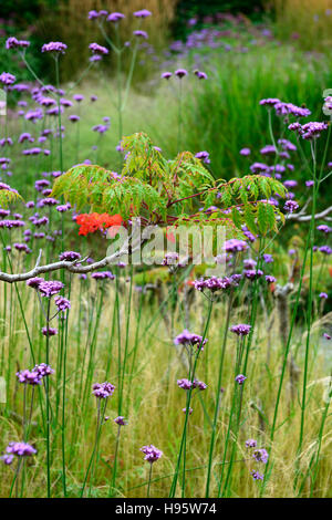 Verbena bonariensis stipa tenuissima vivaces hautes herbes herbe fleurs fleurs de mauve la plantation mixte de style prairie florale RM Banque D'Images