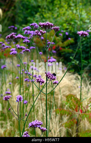 Verbena bonariensis stipa tenuissima vivaces hautes herbes herbe fleurs fleurs de mauve la plantation mixte de style prairie florale RM Banque D'Images