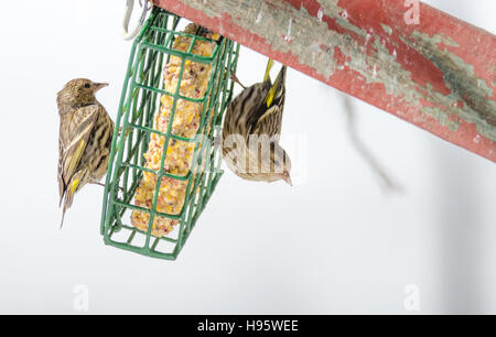 Finch Tarin des pins (Carduelis pinus) - Au printemps, à l'envers sur un convoyeur de rognon. Banque D'Images