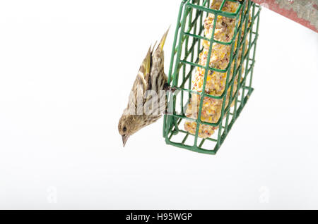 Finch Tarin des pins (Carduelis pinus) - Au printemps, à l'envers sur un convoyeur de rognon. Banque D'Images