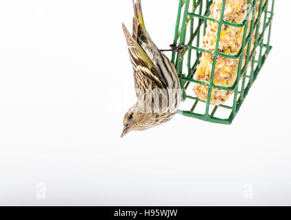 Finch Tarin des pins (Carduelis pinus) - Au printemps, à l'envers sur un convoyeur de rognon. Banque D'Images