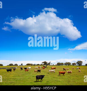 Les vaches de la prairie de Salamanque en Espagne Dehesa de bovins par la via de la Plata chemin de Santiago Banque D'Images