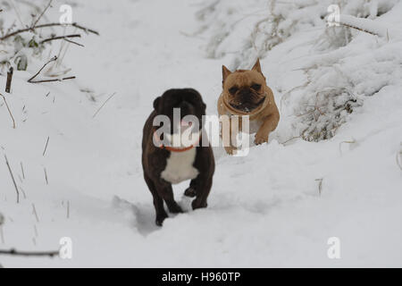 Les chiens courir à travers la neige près de Mam Tor dans le Derbyshire après l'hiver a apporté au sol dans la neige à travers le Peak District. Banque D'Images