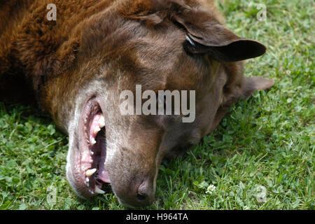 Labrador Retriever chocolat lying on grass Banque D'Images