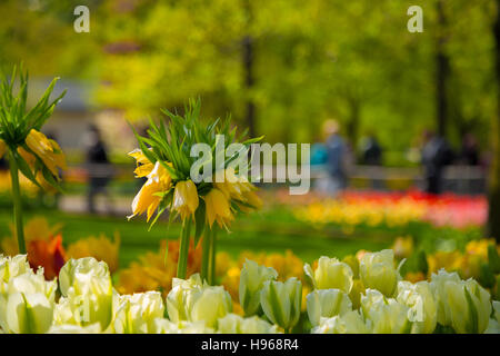 Couronne impériale fleur jaune dans un lit de tulipes Banque D'Images