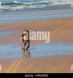 Dingo est un chien sauvage en voie de disparition. Banque D'Images