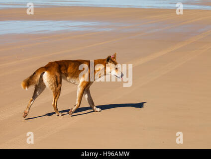 Dingo est un chien sauvage en voie de disparition. Banque D'Images