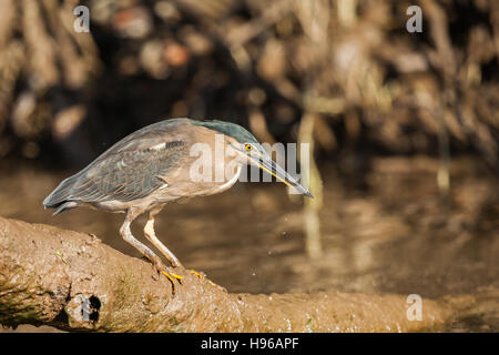 Héron strié héron mangrove, également connu sous le nom, peu ou heron héron vert, est un petit héron. Banque D'Images