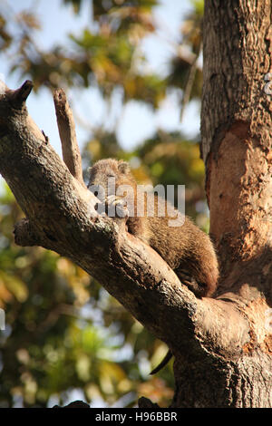 Un Hutia - Desmarest's (Capromys pilorides) hutia, aussi connu sous le peuple cubain dans sa séance, hutia arbre, Guama, de Cuba, des Caraïbes. Banque D'Images