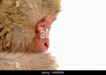 Un profil des jeunes macaque japonais aussi connu sous le nom de singe dans la neige fond enneigé à Jigokudani Yaen-koen, Nagano au Japon. Banque D'Images