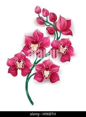 Artistiquement, la direction générale a peint une rose lumineux orchidées sur un fond blanc. Conception avec les orchidées. Illustration de Vecteur