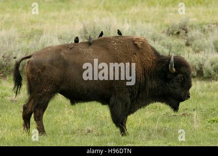 Recueillir des oiseaux vache sur le dos d'un mâle American bison bull paissant dans un champ près de Soda Butte Creek dans le Parc National de Yellowstone, le 4 juin 2009 dans le Wyoming. Banque D'Images