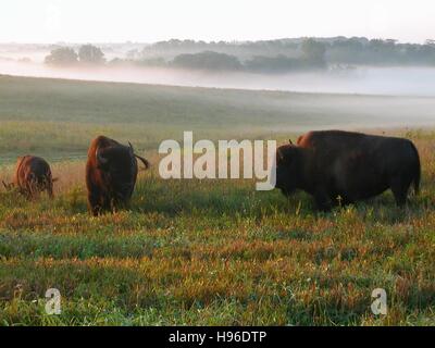 Un troupeau de bison d'Amérique brouter sur les champs des prairies à l'Neal Smith National Wildlife Refuge en 2009 Prairie City, Iowa. Banque D'Images