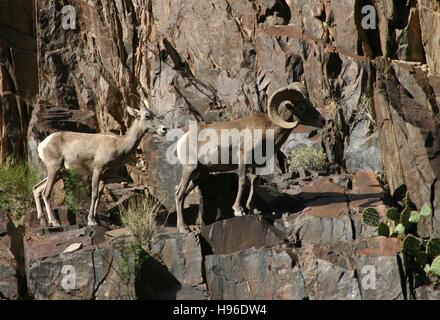 Une paire de desert le mouflon d'escalader les falaises le long de la gorge intérieure du Parc National du Grand Canyon au-dessus des rapides de cristal le 18 mai 2011 près de Grand Canyon Village, Arizona. Banque D'Images