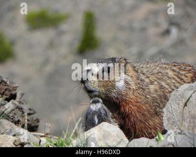 Une marmotte avec ses jeunes adultes au Mont Washburn, dans le Parc National de Yellowstone 1 juillet 2014 dans le Wyoming. Banque D'Images