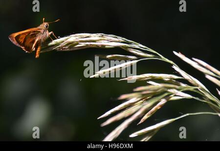 Une espèce de papillon se nourrit des pollinisateurs sur la fin d'une récolte de blé au deux étangs National Wildlife Refuge 7 juillet 2016 à Arvada, Colorado. Banque D'Images