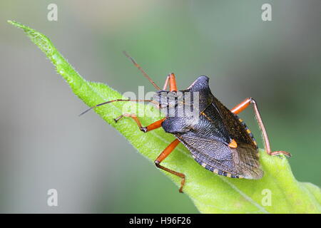 Red-legged Shieldbug, connu aussi sous le nom de bug, forêt Pentatoma rufipes Banque D'Images