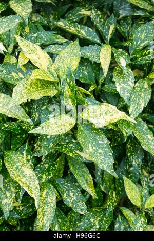 Aucuba japonica Golden King. Laurel japonais. Banque D'Images