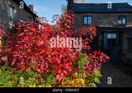 Bush fumée montrant couleurs automnales dans une Cotswold cottage garden, Gloucestershire, Angleterre, Royaume-Uni. Banque D'Images