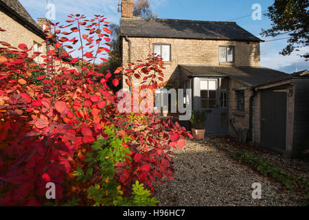 Bush fumée montrant couleurs automnales dans une Cotswold cottage garden, Gloucestershire, Angleterre, Royaume-Uni. Banque D'Images