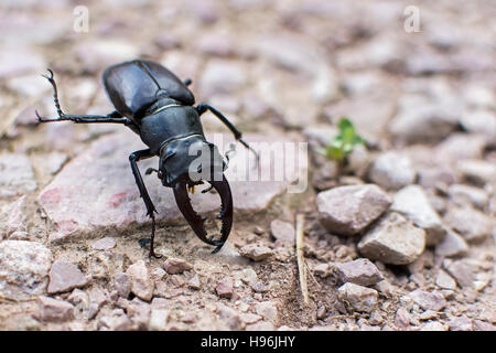 Stag Beetle Close Up Banque D'Images