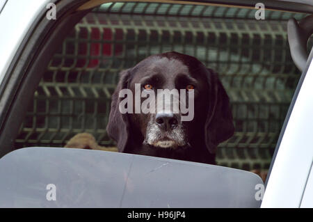Portrait d'une image d'un chien noir assis dans le siège arrière d'un camion sur une chaude journée Banque D'Images