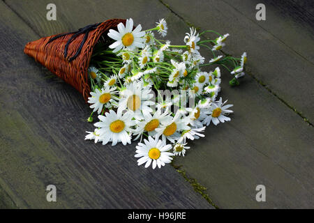 Bouquet de marguerites situées sur l'ancien, couverts de mousse, les conseils. Banque D'Images