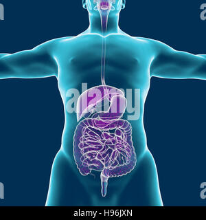 Corps humain, système musculaire, la personne, le système digestif, de l'anatomie. Le rendu 3D Banque D'Images