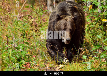 Un adulte l'ours grizzli Ursus arctos ; marcher de l'avant jusqu'à l'automne les feuilles colorées. Banque D'Images