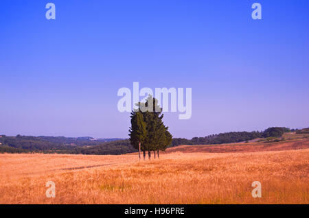 Île de cyprès au milieu d'un champ de blé en plein cœur de la Toscane Banque D'Images