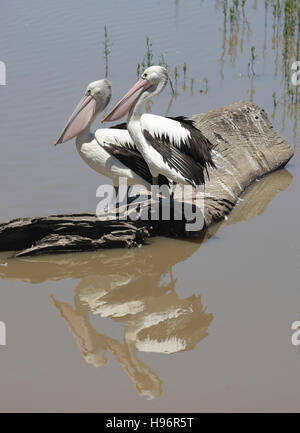 Deux pélicans assis sur un arbre log dans l'eau, rivière, lac Guthridge et Heritage Trail, Gippsland, Victoria, Australie Banque D'Images