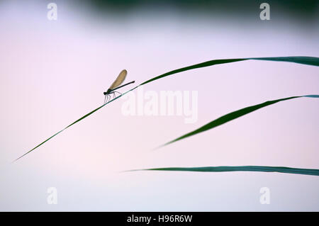 Femme demoiselle (Calopteryx sp.) Banque D'Images