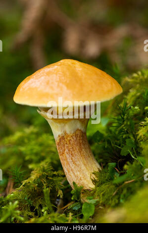 Mélèze Bolet, Greville, ou du bolet Bolet Bovine (Suillus grevillei), Pays Basque, France Banque D'Images