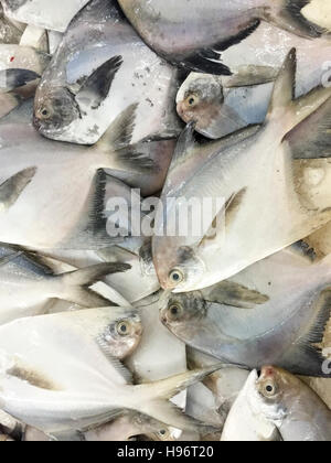 Close up de poissons frais pomfret ou local appelé Poisson Bawal exposées au marché aux poissons. Banque D'Images