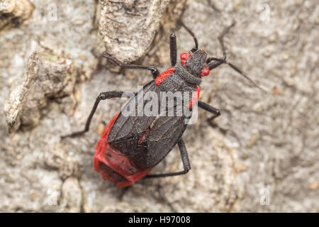 Un adulte Red-shouldered Bug (Villa "Mafasuza" haematoloma), à ailes courtes brachypterous (formulaire), situé sur le côté d'un arbre. Banque D'Images