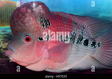 Vue latérale des poissons d'aquarium de poissons cichlidés Flowerhorn hybrides ornementaux Banque D'Images