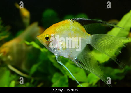 Les poissons d'aquarium de poissons-anges Banque D'Images