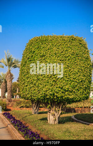 Ficus les arbres situés dans un parc public Banque D'Images