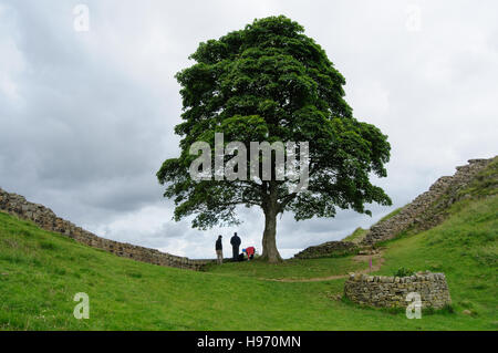 Le Sycamore Gap, un célèbre arbre au mur d'Hadrien près de forage en acier, Northumberland, England Banque D'Images