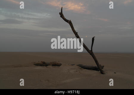 Crépuscule du soir nuages gris pleine lune vue du ciel direction oblique tronc de l'arbre sur la plage de sable étendue, à l'est de Fairhaven, UK Banque D'Images