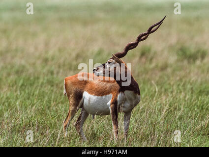 Blackbuck indien, (Antilope cervicapra), mâle adulte sur plaines herbeuses, Velavadar Blackbuck National Park,,Gujarat, Inde Banque D'Images