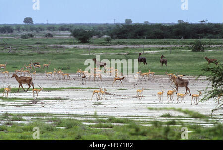 Blackbuck indien, (Antilope cervicapra), troupeau mélangé avec (Boselaphus tragocamelus, Nilgai),Blackbuck National Park,Gujarat, Inde Banque D'Images