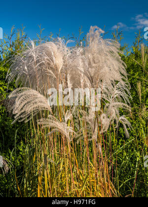 Touffe d'herbe de Miscanthus géant contre le ciel bleu Banque D'Images