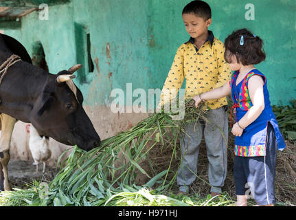 Petite fille et garçon vache d'alimentation avec de l'herbe. Banque D'Images