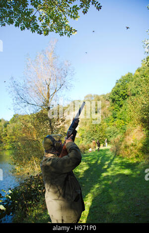 Tournage en faisan sur Devon, Royaume-Uni Banque D'Images