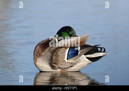 Anas platyrhynchos Canard colvert mâle, ou de canard sauvage, Mari e Pauli étang, Sardaigne Banque D'Images