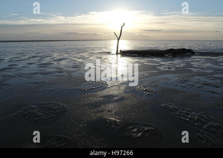 Grand soleil derrière blanc passant de la direction générale de fin de tronc d'arbre couché sable humide étendue de plage, Fairhaven, Lytham St Annes, UK Banque D'Images